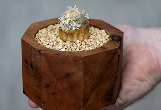 Cuisine-Good-Food-Guide-2025-The-Green-9
