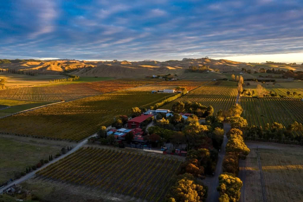 Vineyard Arial Richard Brimmer 2024