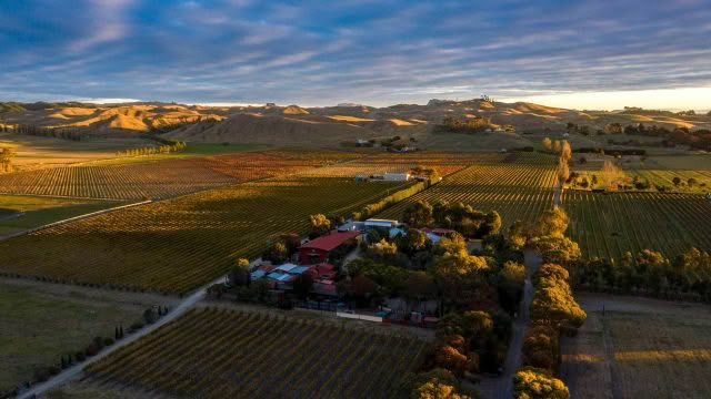Vineyard Arial Richard Brimmer 2024